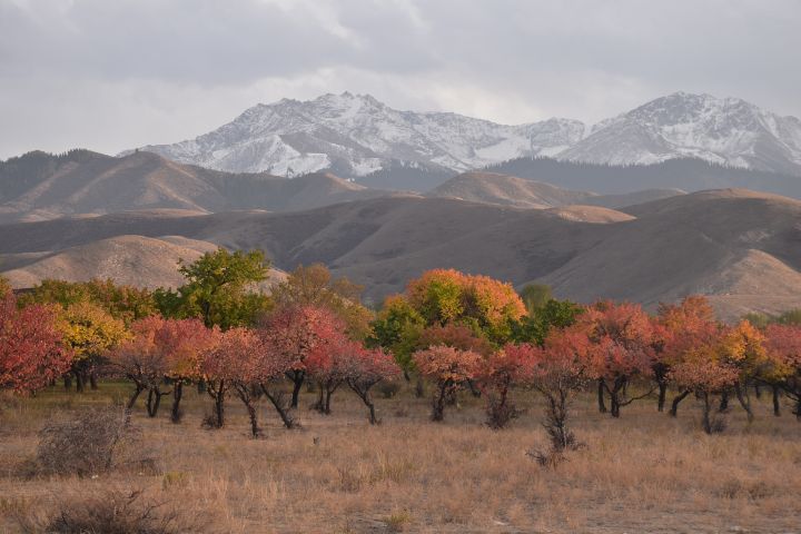 Farbige Laubbäume: Es ist Herbst in Kirgisistan