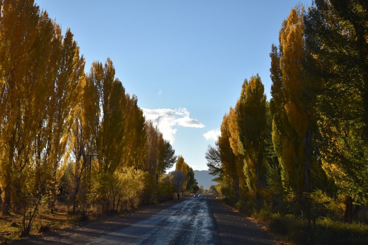 Von goldenen Pappeln gesäumte Allee bei Ottuk am westlichen Ende des Issyk-Köl