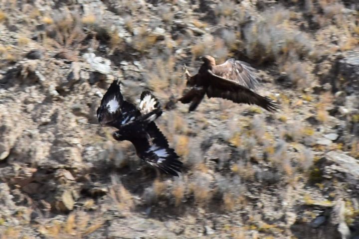 Junge Golden Eagle (Steinadler) im Kampf