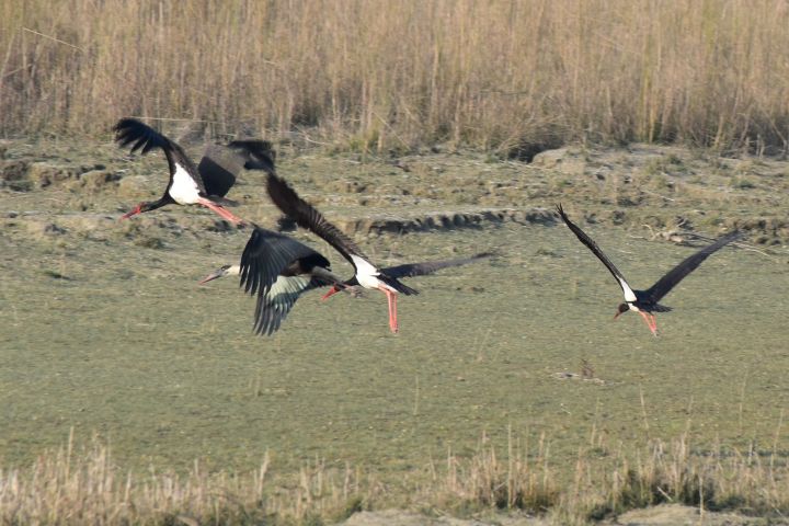 Black Storks (Schwarzstörche)