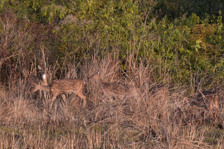 Chital Antilope im Bardia Nationalpark