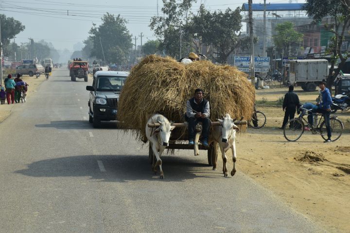 Heutransport mit zwei vorgespannten Kühen in Motipur, einer typischen, kleinen Terai-Stadt