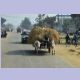 Heutransport mit zwei vorgespannten Kühen in Motipur, einer typischen, kleinen Terai-Stadt