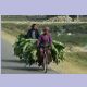 Ein Paar transportiert mit seinen Velos Grünzeugs, hier bei Kohalpur