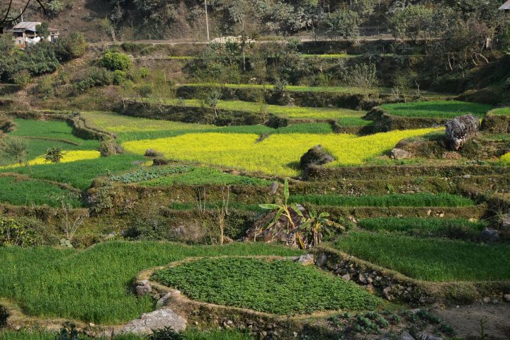 Landwirtschafts-Terrassen bei Waling auf dem Weg nach Pokhara
