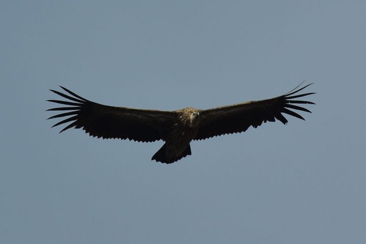 Himalayan Griffon (Schneegeier)