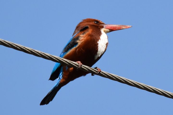 White-throated Kingfisher (Braunliest)