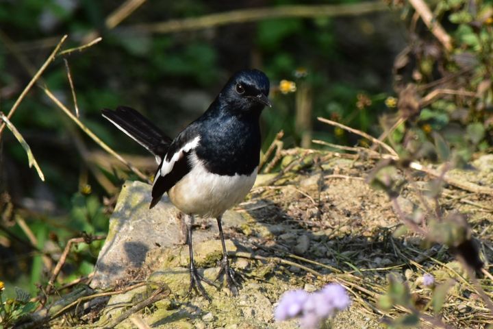 Oriental Magpie-Robin (Dajaldrossel)