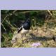 Oriental Magpie-Robin (Dajaldrossel)