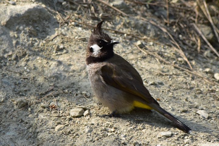 Himalayan Bulbul (Himalajabülbül)