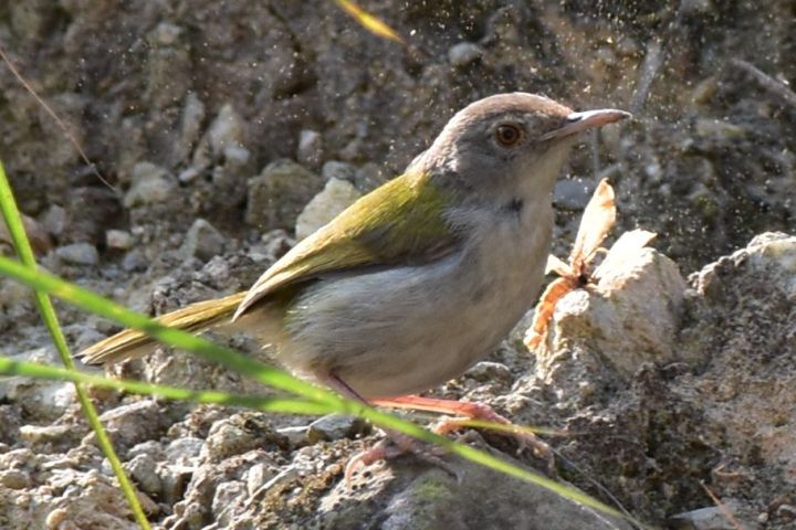 Common Tailorbird (Rotstirn-Schneidervogel)