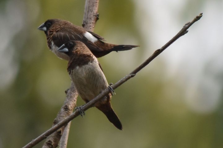 White-rumped Munia (Spitzschwanz-Bronzemännchen)
