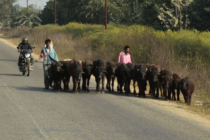 Disziplinierter Rindertrieb auf dem East-West Highway im Terai
