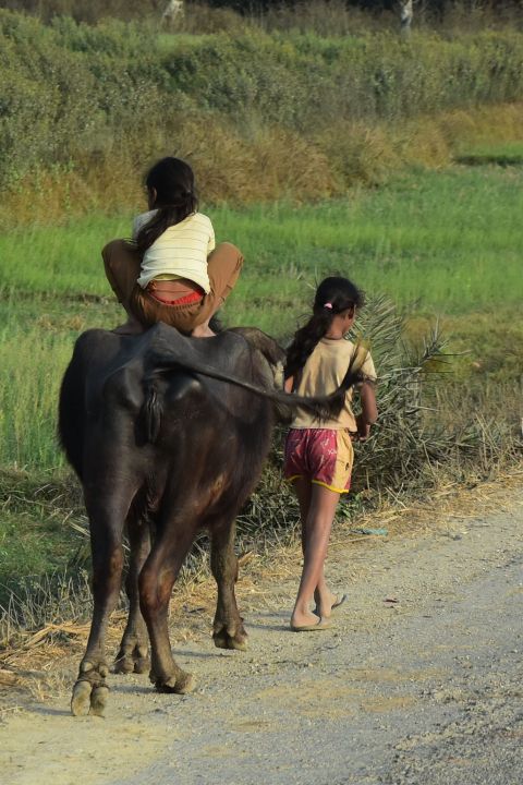 Mädchen reitet auf einer Kuh