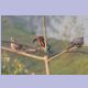 White-throated Kingfisher (Braunliest) und zwei Spotted Dove (Östliche Perlhalstauben)