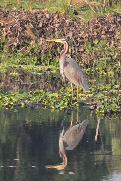 Purple Heron (Purpurreiher)