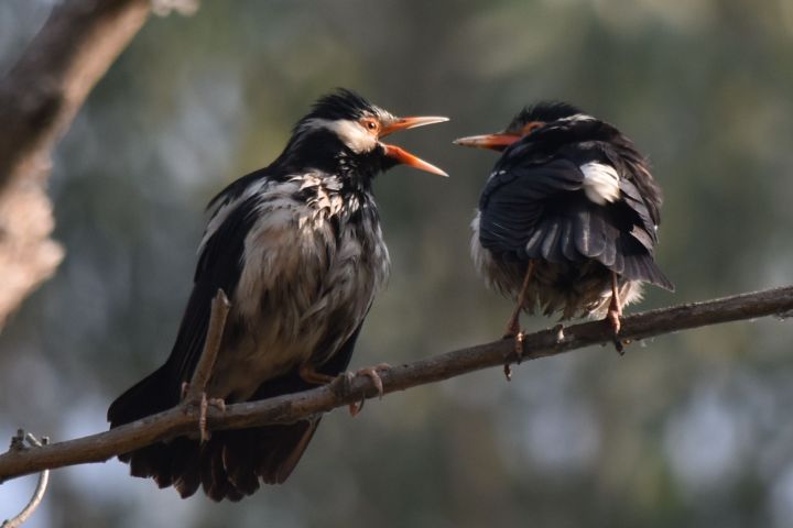 Asian Pied Starlings (Elsterstare)