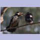 Asian Pied Starlings (Elsterstare)
