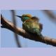 Little Green Bee-eater (Asiensmaragdspint)