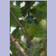Blue-throated Barbet (Blauwangen-Bartvogel)