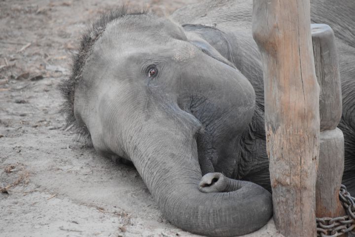 Im Koshi Tappu Nationalpark angeketteter, liegender, junger Arbeitselefant