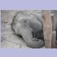 Im Koshi Tappu Nationalpark angeketteter, liegender, junger Arbeitselefant
