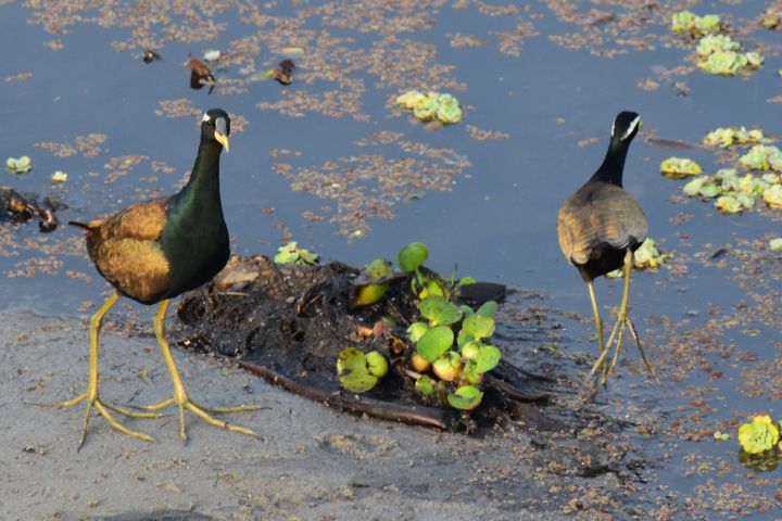 Bronze-winged Jacana (Hindublatthühnchen)