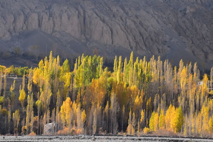 Herbstlich gefärbte Bäume im oberen Hunza Tal bei Sost