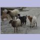 Ziegen und Schafe, die Nutztiere im gebirgigen Norden Pakistans