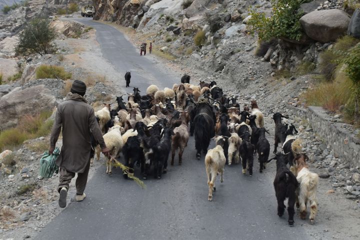 Viehtrieb auf der Skardu Road