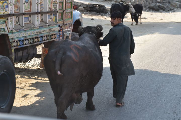 Wasserbüffel sind ein in Pakistan verbreitetes Nutztier