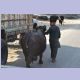 Wasserbüffel sind ein in Pakistan verbreitetes Nutztier