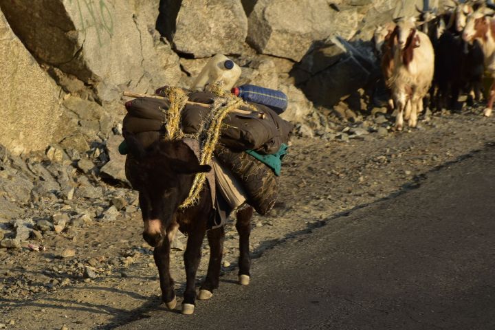 Bepackter Esel als unermüdlicher Helfer der Viehtreiber im Norden Pakistans