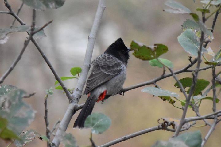 Red-vented Bulbul (Russbülbül)