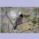 Red-vented Bulbul (Russbülbül)