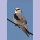 Black-shouldered Kite (Gleitaar)