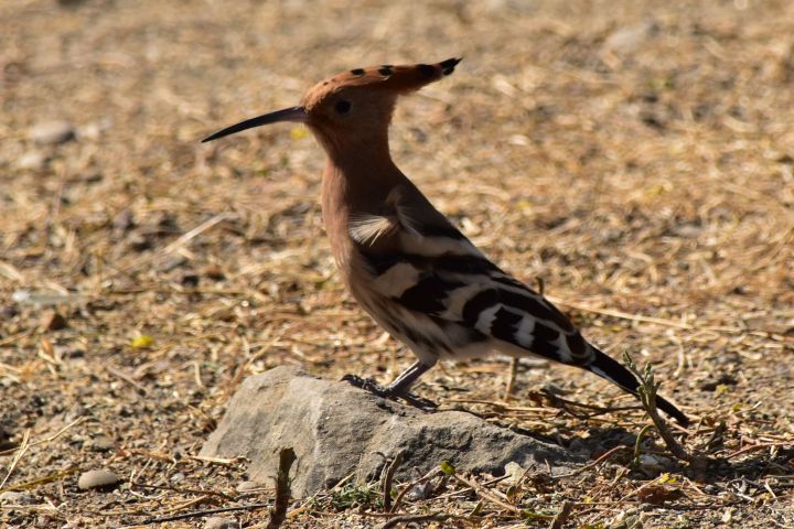 Eurasian Hoopoe (Wiedehopf)