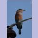 Indian Roller (Bengalenracke)
