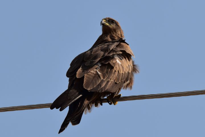 Wenn es kein Tawny Eagle (Raubadler) ist, dann wohl ein Steppe Eagle (Steppenadler)