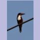 White-throated Kingfisher (Braunliest)