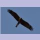 Black Kite (Schwarzmilan)