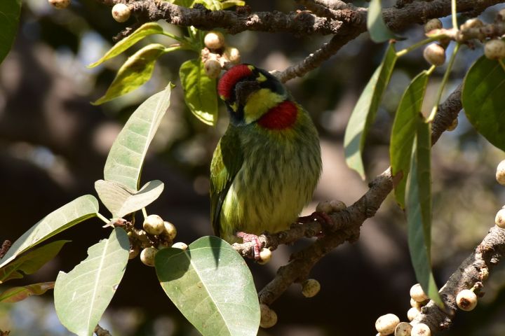 Coppersmith Barbet (Kupfer-Schmiedbartvogel)