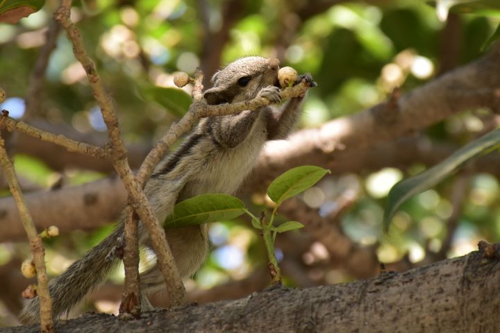 Palmenhörnchen beim Futtern