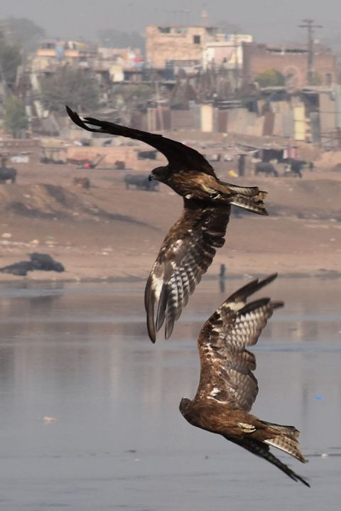 Black Kites (Schwarzmilane)
