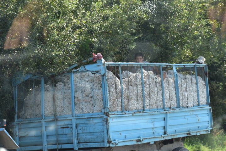 Gepflückte Bamwolle in einem Anhänger