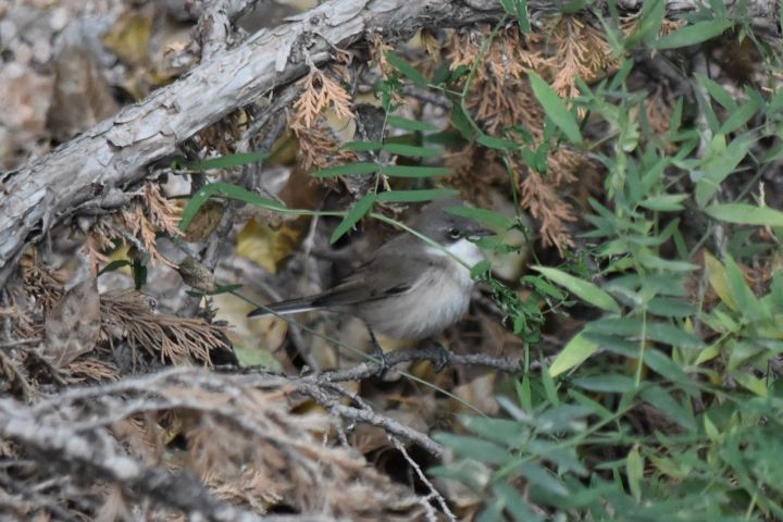 Lesser Whitethroat (Zaungrasmücke)