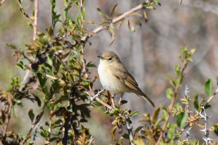 Entweder Booted Warbler (Buschspötter) oder Sykes’s Warbler (Steppenspötter)