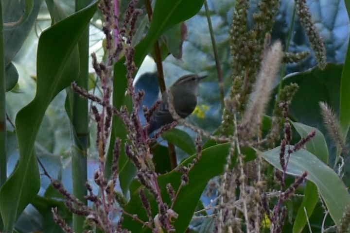 Sicher ein Leaf-Warbler (Laubsänger), aber welcher?