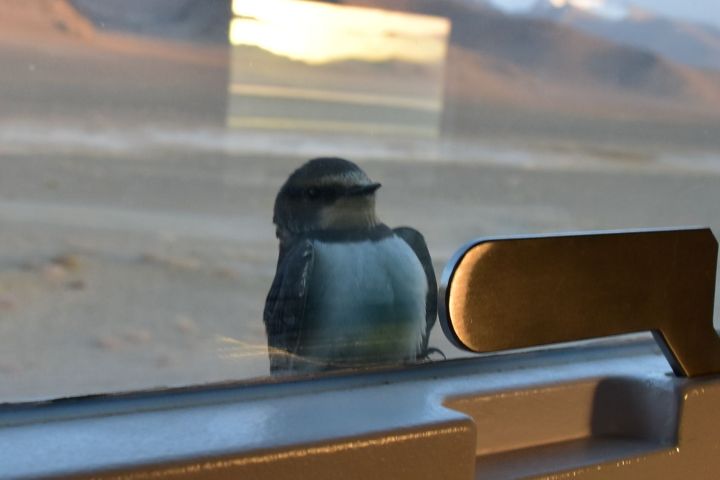 Ob die kleine Rauchschwalbe einen Nachtplatz sucht?