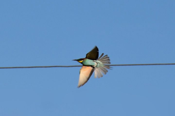 European Bee-eater (Bienenfresser)